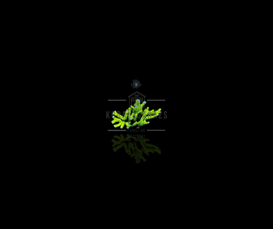 Anacropora (Neon Green)
